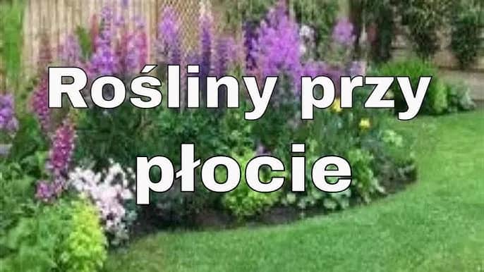 Co posadzić przy płocie z siatki, aby stworzyć piękny ogród?