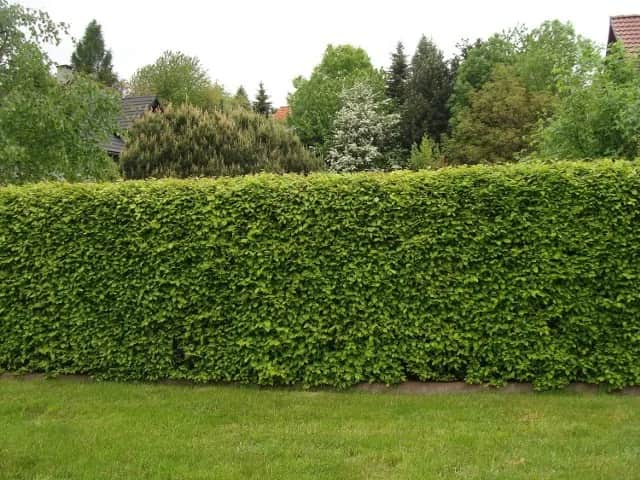 Jakie rośliny wzdłuż ogrodzenia zapewnią piękny i prywatny ogród