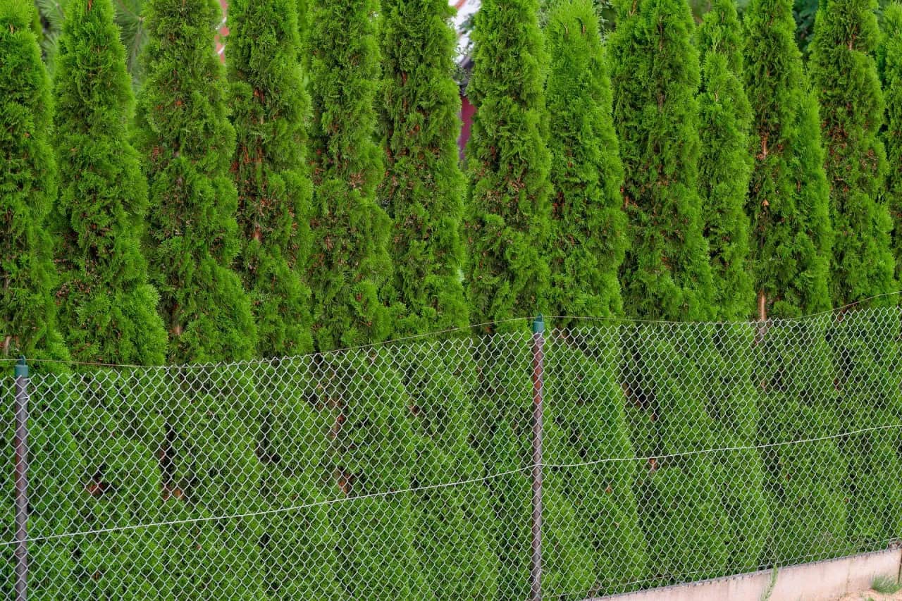 Ile cm od płotu sadzić tuje, by uniknąć problemów z ich wzrostem?